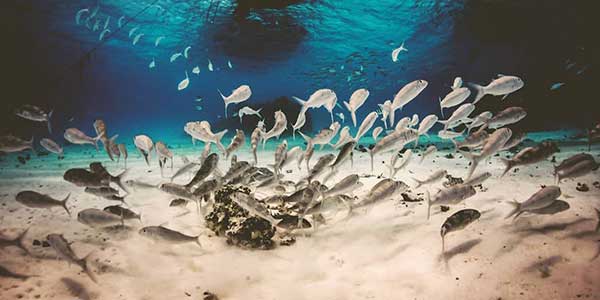 Underwater Photo Tours - Bora Dream Pictures